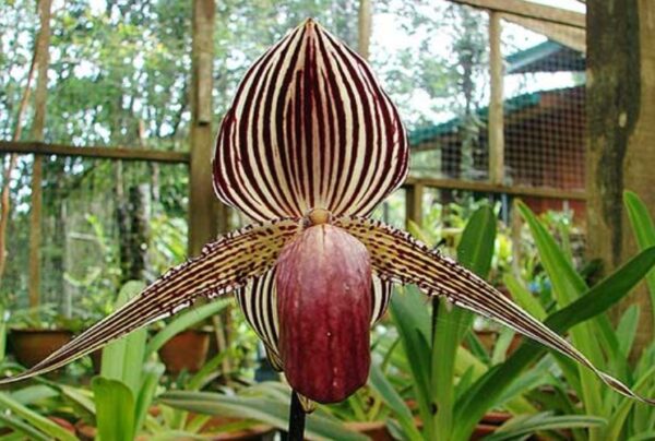 Shenzhen Nongke Orchid is one of the most expensive flowers