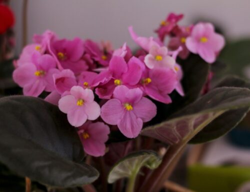 How To Care For Fresh Flowers