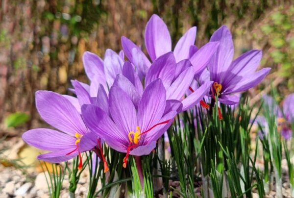 ownflowers.com Saffron Crocus one of the most expensive flowers