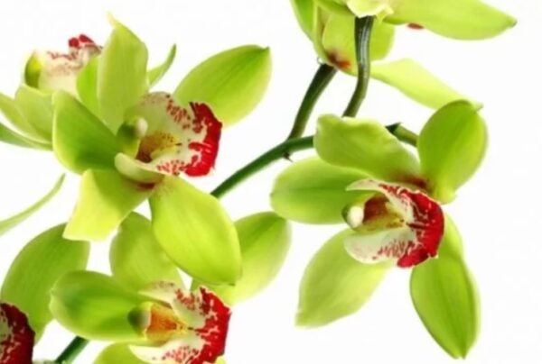 ownflowers.com Shenzhen Nongke is one of the most expnesive flowers