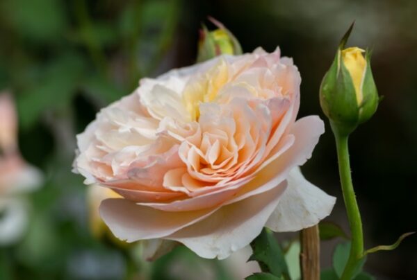ownflowers.com Juliet is one of the most expensive flowers