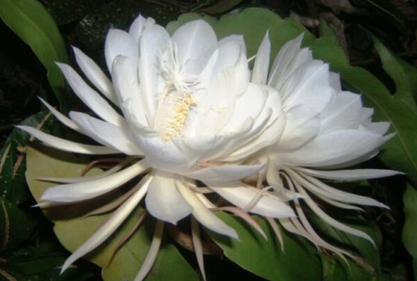 ownflowers.com kadupul is one of the most expensive flowers