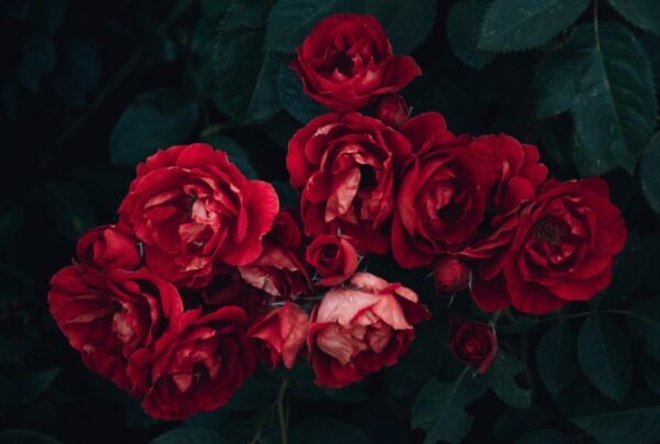 Ownflowers.com Roses Blossoming Affection