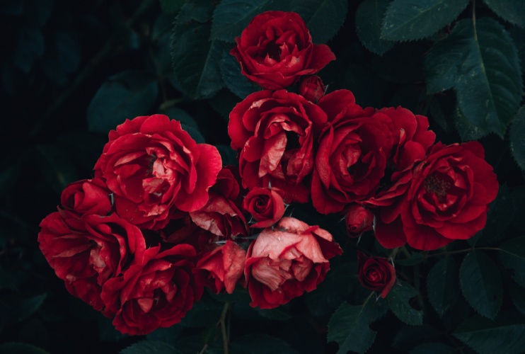 Roses Blossoming Affection Ownflowers.com Roses Blossoming Affection