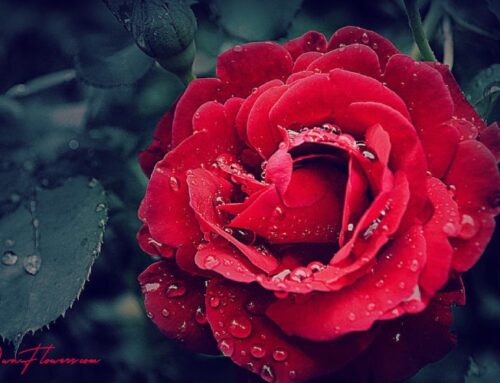 Rose: The Symbol Of Love And Passion