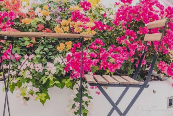 OwnFlowers Own_Flowers Rose The Symbol Of Love And Passion Climbers