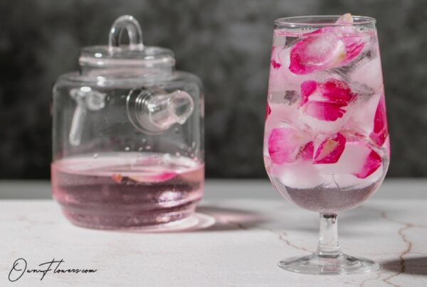 OwnFlowers Own_Flowers Rose The Symbol Of Love And Passion In Medicine
