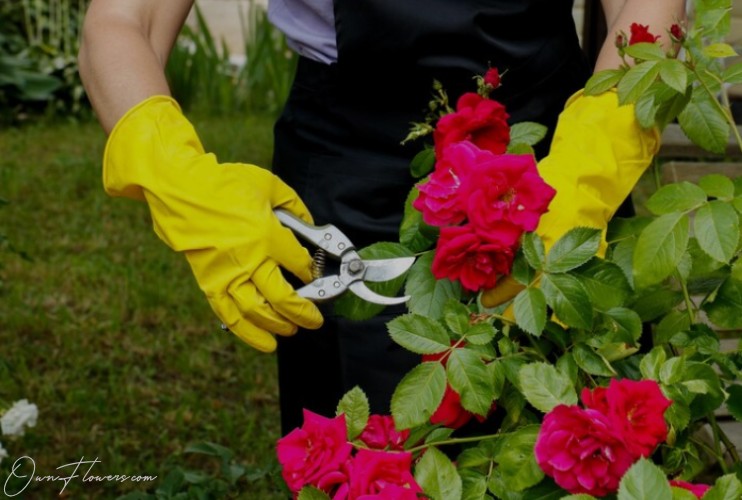 Rose The Symbol Of Love And Passion Pruning OwnFlowers Own_Flowers Rose The Symbol Of Love And Passion Pruning