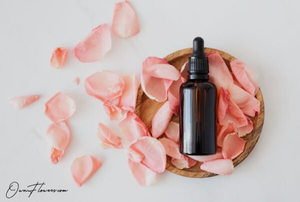 OwnFlowers Own_Flowers Rose The Symbol Of Love And Passion In Perfumery