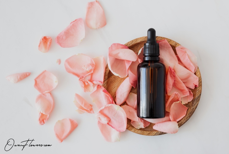 Rose The Symbol Of Love And Passion In Perfumery OwnFlowers Own_Flowers Rose The Symbol Of Love And Passion In Perfumery