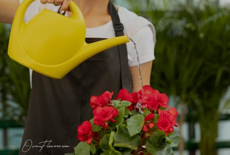 Rose The Symbol Of Love And Passion Watering OwnFlowers Own_Flowers Rose The Symbol Of Love And Passion Watering