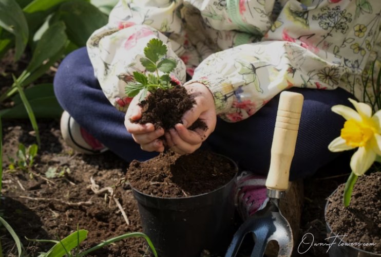 The Symbol Of Love And Passion Planting OwnFlowers Own_Flowers The Symbol Of Love And Passion Planting
