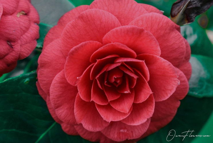 The Symbol Of Love And Passion Floribundas OwnFlwoers.com Own_Flowers The Symbol Of Love And Passion Floribundas
