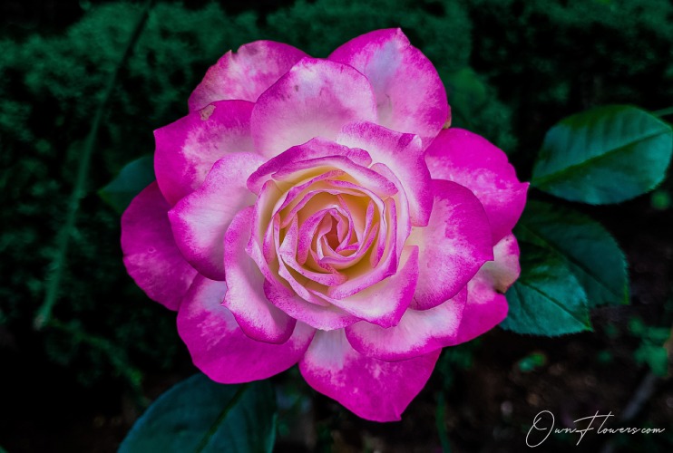 Rose: The Symbol Of Love And Passione: Hybrid Teas Rose: The Symbol Of Love And Passion