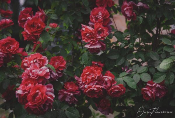 Rose: The Symbol Of Love And Passion Shrub Roses