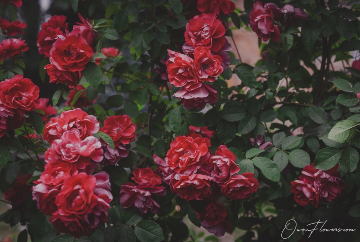 Rose: The Symbol Of Love And Passion Shrub Roses Rose: The Symbol Of Love And Passion Shrub Roses
