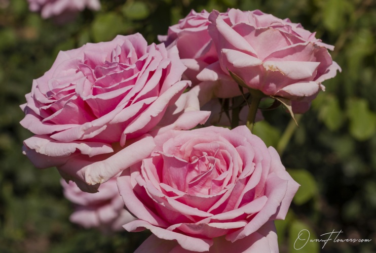 The Symbol Of Love And Passion Grandiflora Ownflowers.com Own_Flwoers The Symbol Of Love And Passion Grandiflora