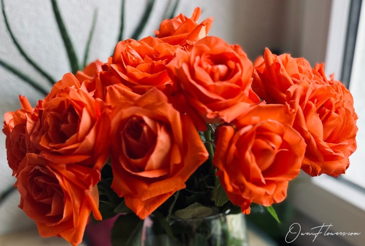 Rose: The Symbol Of Love And Passion ownflowers own_flowers Rose: The Symbol Of Love And Passion