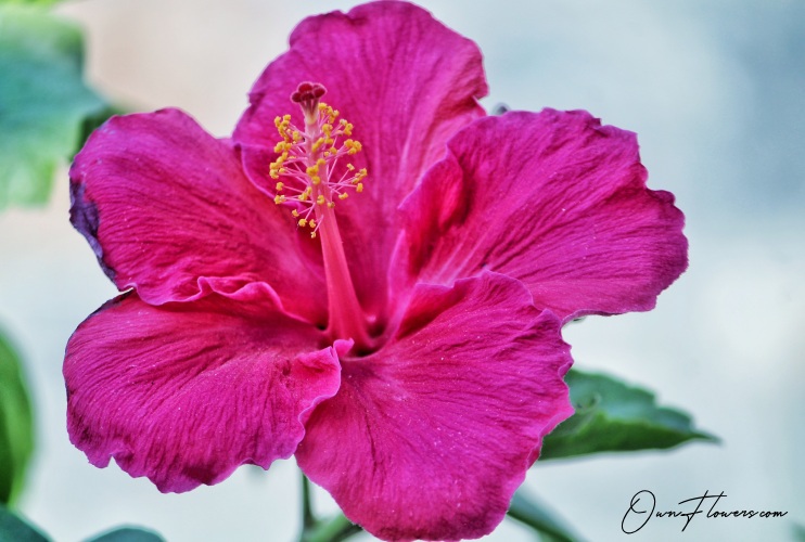 OwnFlowers.com Own_Flowers Hibiscus Syriacus Growing And Care
