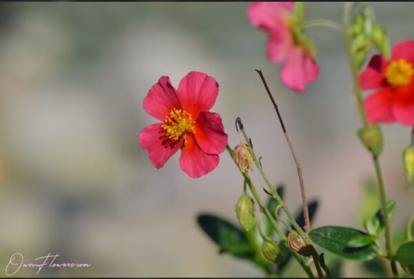 OwnFlowers Own_flowers sun rose