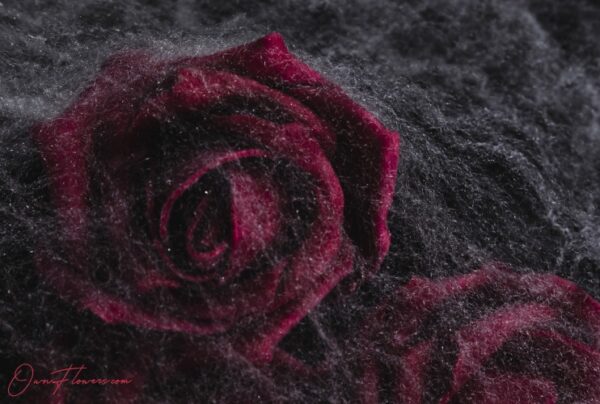 OwnFlowers.com Own_Flowers Black Baccara Rose