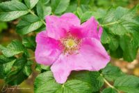 OwnFlowers.com Own_Flowers Dog RoseDog Rose Identification & Uses