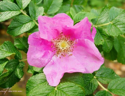 Dog Rose Identification & Uses
