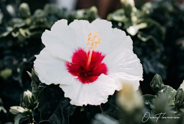 OwnFlowers.com Own_Flowers Hibiscus Syriacus