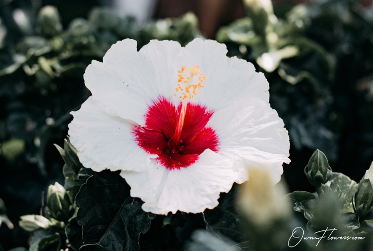 Hibiscus Flower OwnFlowers.com Own_Flowers Hibiscus Syriacus