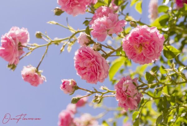OwnFlowers.com Own_Flowers Juliet Rose