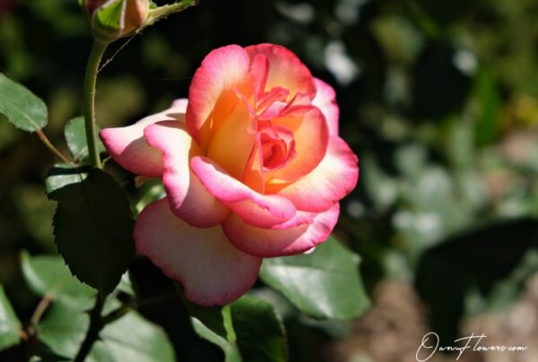 OwnFlowers.com Own_Flowers Peace Rose