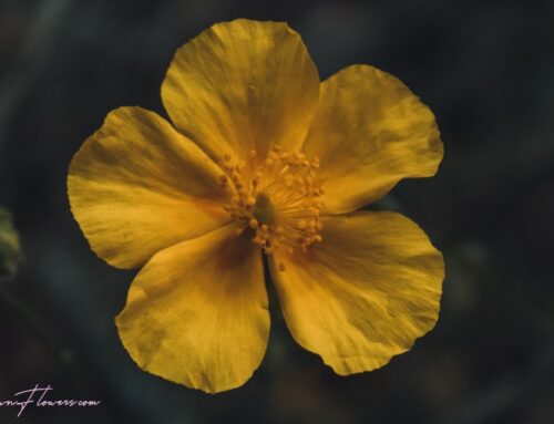 Sun Rose: Nature’s Colorful Gem