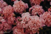 OwnFlowers.com ownflowers own_flowers types of carnations