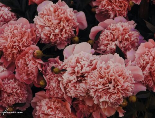 Types Of Carnations: A Vibrant Floral Journey