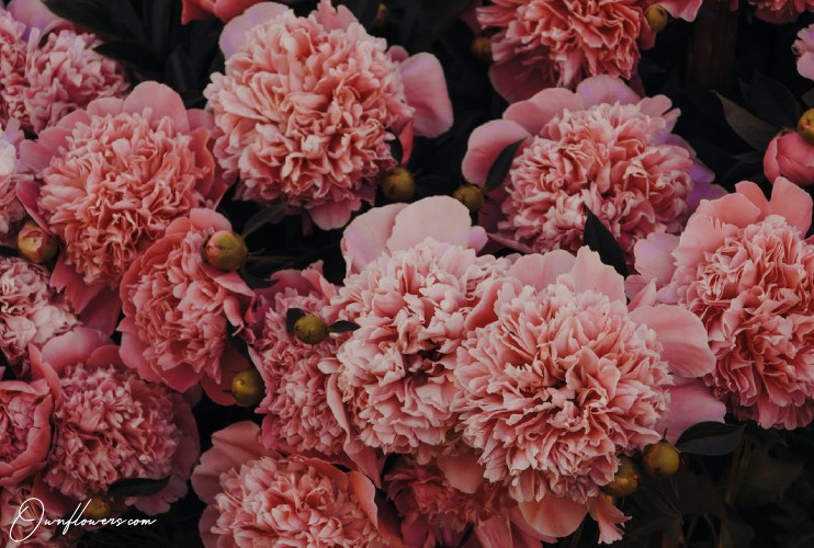 OwnFlowers.com ownflowers own_flowers types of carnations