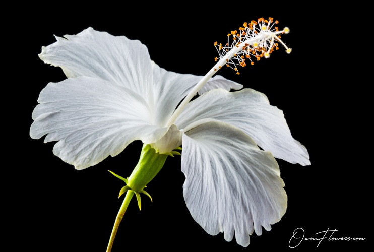 hibiscus syriacus white OwnFlowers.com Own_Flowers Hibiscus Syriacus Growing And Care
